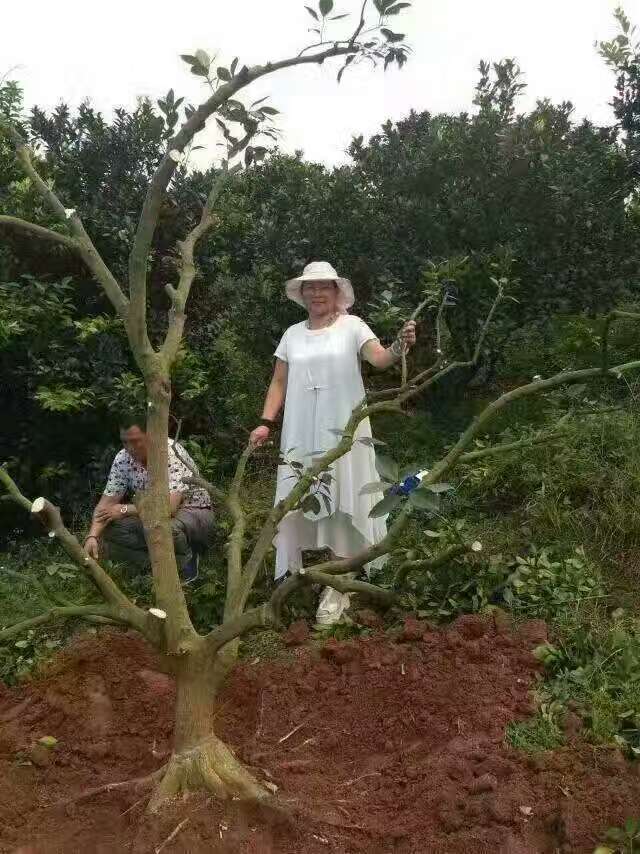 江西柑橘樹(shù)黃龍病查看與治療