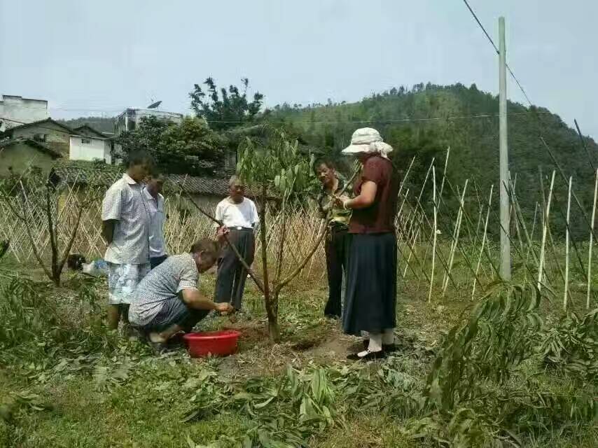 廣東水蜜桃樹根腐病.流膠病現場查看與治療