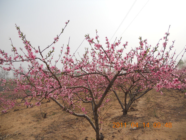 鶴壁桃園實(shí)驗(yàn)基地