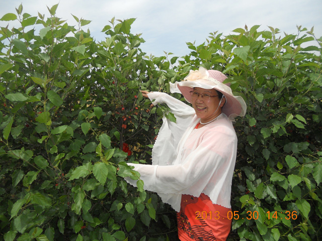 發(fā)明人徐貴閣現(xiàn)場指導(dǎo)使用徐氏綠色生物有機肥桑椹種植采摘園