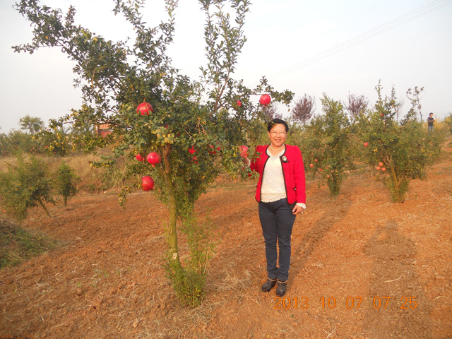 發(fā)明人徐貴閣觀看石榴種植基地