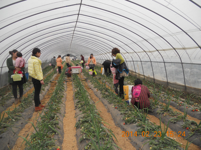 草莓采摘園